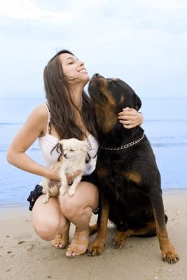 rotweiler, chihuahua et jeune femme sur la plage