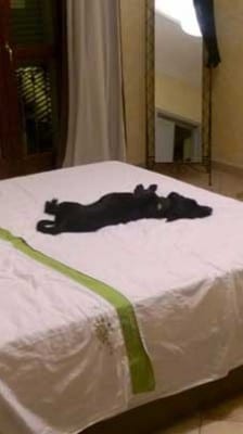athena_letto