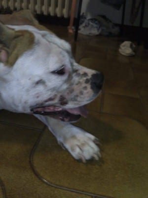 amstaff_morsa