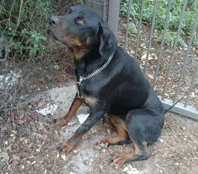 rott_malato