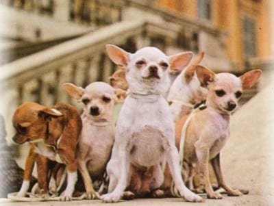 capobranco_chi