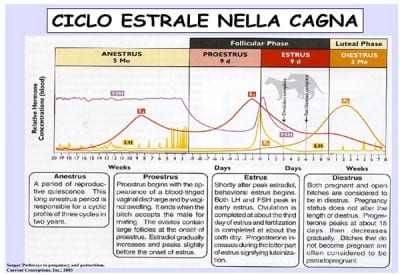 ciclodurata