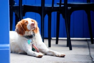 English Springer Spaniel