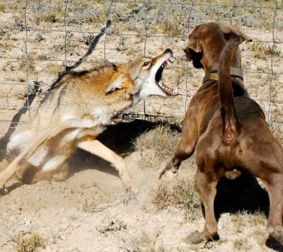 cane-vs-lupo