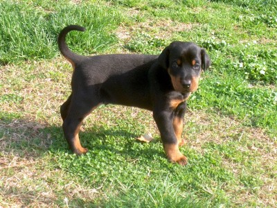 cucciolodob
