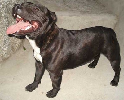 staffy