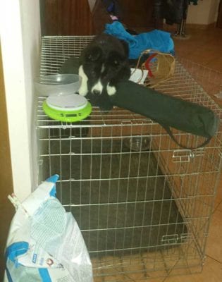 kennel