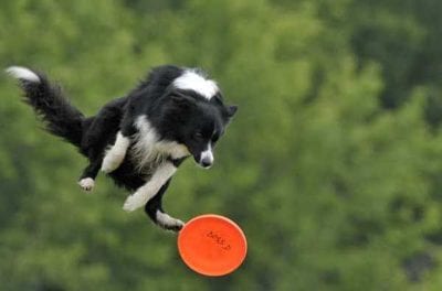 frisbee