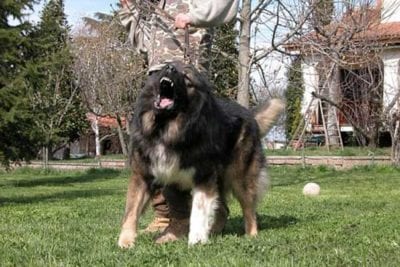 bau