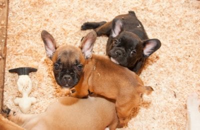 cuccioli