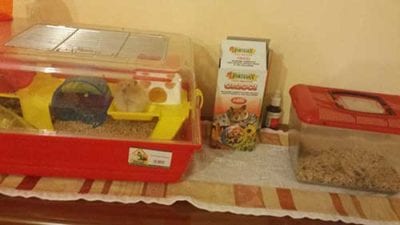 cirotopi