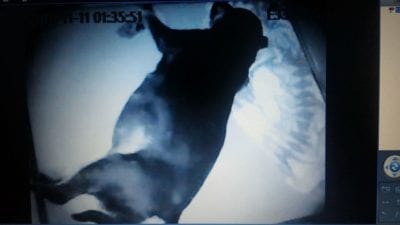 telecamera