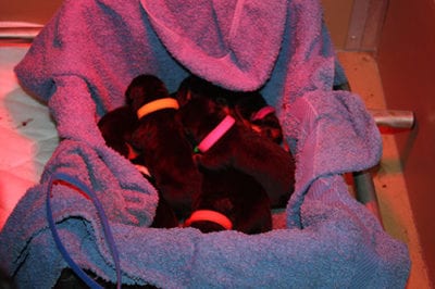 cuccioli_cassetta